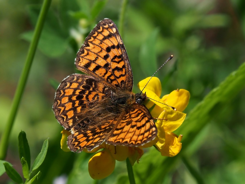 Melitaea ornata